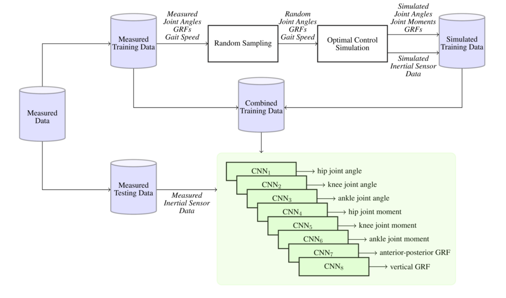 Applications Of Biomechanical Simulations