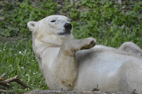 Towards entry "ID 2506: Video-based Re-Identification Dataset for Polar Bears and Other Species"